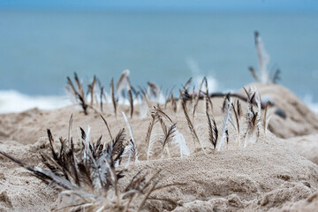 Sand buildings decorated with bird feathers, sandcastles on the beach left by children, destroyed by the wind.