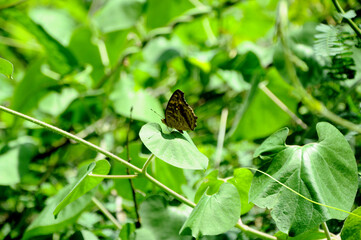 Butterfly on a green leaf.
This photo was taken in the Salem forest in Tamil Nadu.
Depth of focus on the butterfly.