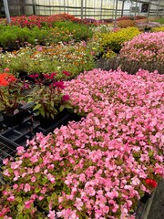 Fototapeta na wymiar Greenhouse flowers