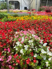 Greenhouse flowers