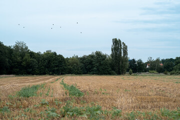 wheat field and sky