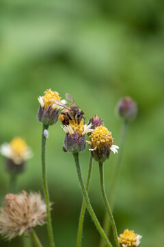 Abeja chupando n&eacute;ctar. 
