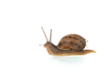 Snail with house isolated over white background