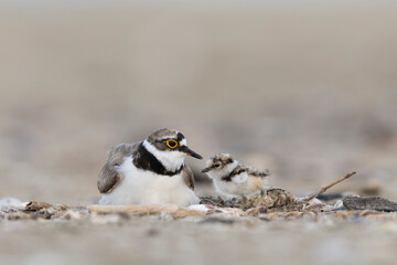 ittle ringed plover with his chick  © vinx83