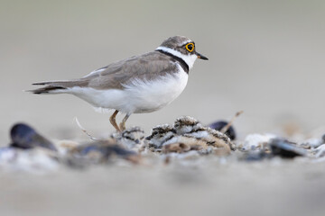 ittle ringed plover with his chick 