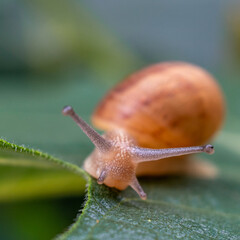 Caracol virando el rumbo