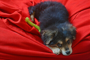 little puppy with bone toy on a red couch
