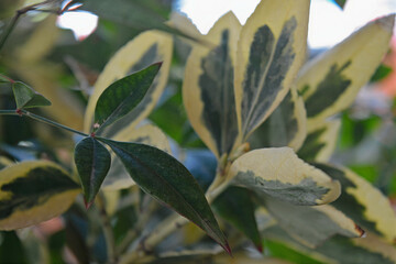 leaves on a branch