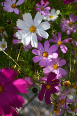 Cosmea flowers on flower bed