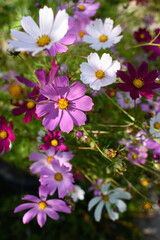 Cosmea flowers on flower bed