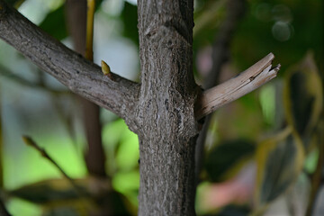 dark brown sticks close up view
