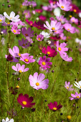 Cosmea flowers on flower bed