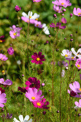 Cosmea flowers on flower bed