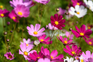 Cosmea flowers on flower bed