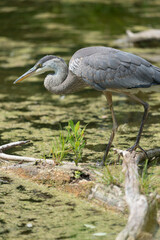 great blue heron (Ardea herodias) watches the surface of a pond for movement