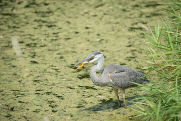 caught! blue heron grips and crushes a pond fish in its bill as it wades through duckweed - side view