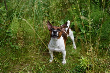 Jack Russell terriers portrait