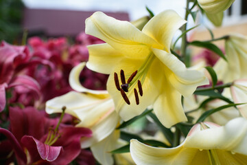 Close up of yellow lilies