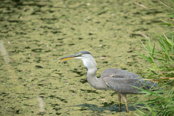 great blue heron (Ardea herodias) moments after swallowing its prey - notice the expanded throat