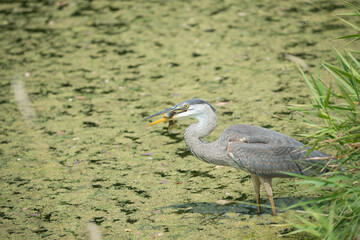 great blue heron (Ardea herodias) with recent catch