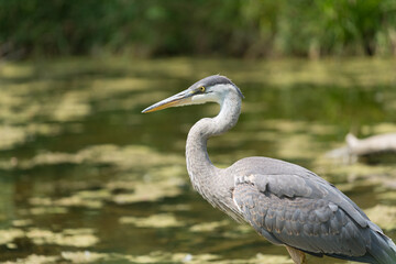 great blue heron (Ardea herodias) close up