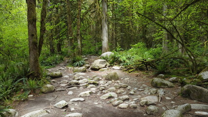 Bosque