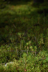 Ledum plant close up