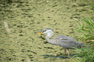 great blue heron (Ardea herodias) about to swallow pond fish