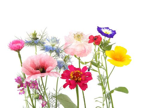 Flowering garden flowers isolated on white background. Studio shot of colorful different flowers.