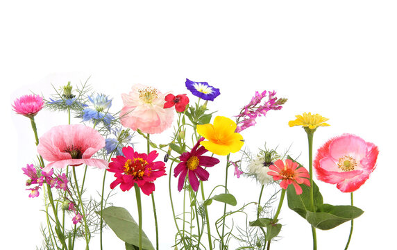 Flowering garden flowers isolated on white background. Studio shot of colorful different flowers.
