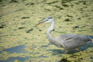 great blue heron