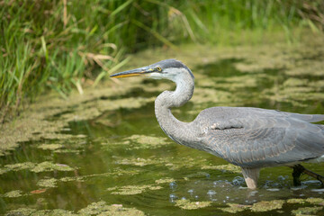 great blue heron (Ardea herodias) wades through pond waters in mid afternoon sun