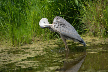 great blue heron preening