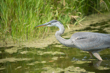 great blue heron