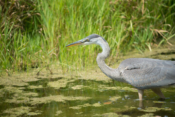 great blue heron