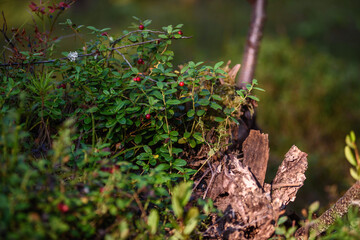 Close up of cranberry fruits