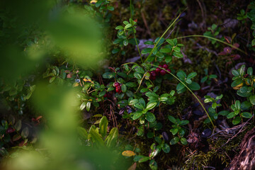 Close up of cranberry fruits
