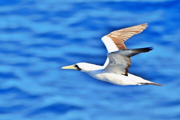Fototapeta na wymiar Albatros fliegt über dem Ozean