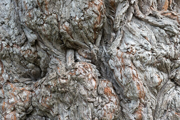 bark of an old willow tree