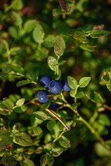 Close up of blueberry fruits