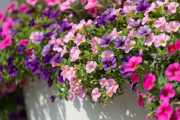 pink and purple petunia flowers in a large container