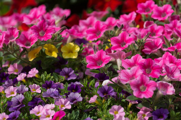 Obraz na płótnie Canvas field of deep pink purple and yellow petunia flowers