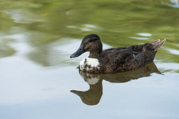hybrid mallard duck on the water (white patch on the throat or breast)