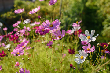 Cosmea flowers on flower bed