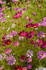 Obraz na płótnie Canvas Cosmea flowers on flower bed