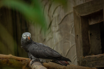 black and white parrot