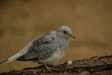 bird
