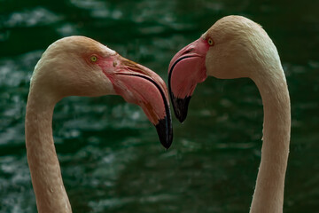 close up of a flamingo