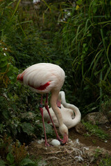 flamingo with egg