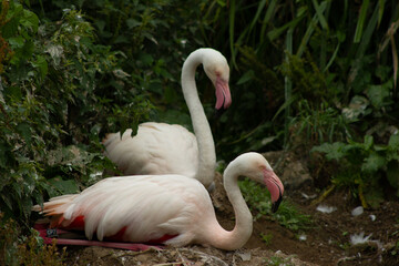 flamingos